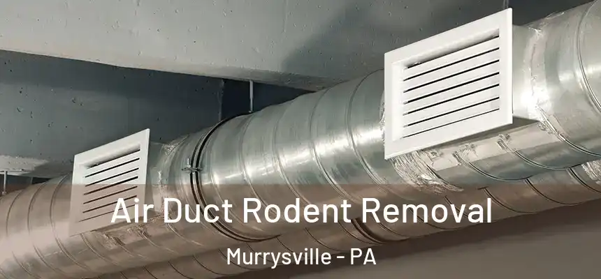  Air Duct Rodent Removal Murrysville - PA